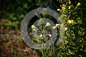 Mullein on the roadside