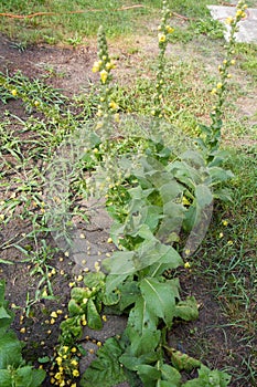 The Mullein  Verbascum plant