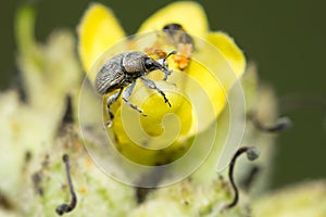 Mullein Weevil - Rhinusa tetra