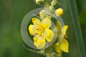 Mullein yellow flowers closeup selective focus