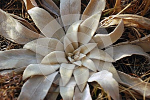 Mullen, mullein young mountain