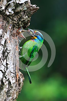 Muller's Barbet