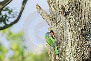 Muller's Barbet feeding pullus