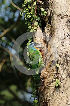 Muller s Barbet - Megalaima oorti