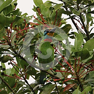 Muller s Barbet perch on the tree branch