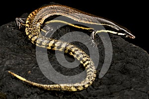 Muller's Skink (Sphenomorphus muelleri)