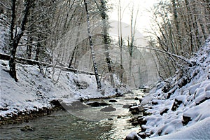 Mullerthal, Luxembourg - January 2024 - A small river in the forest under snow
