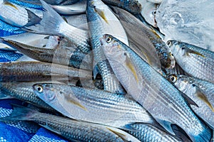 A mullet fish laying on a blue tarp, freshly caught by fishermen