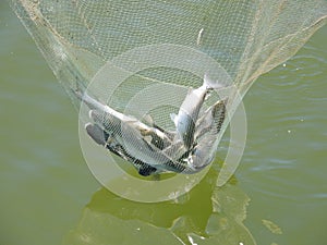 Mullet fish photo