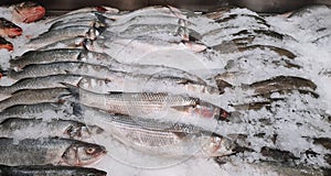 Mullet fresh fish on ice in a food market