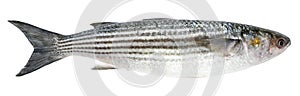 Mullet isolated on white background. Fish striped mullet photo