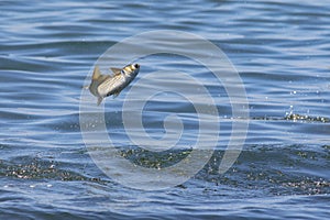 Mullet Jumping out of Water