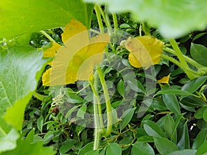 Mullion vine
