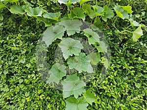 Mullion vine