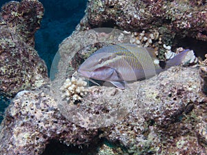 Mulloidichthys flavolineatus Goatfish resting on a