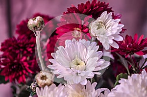 Mulltilobe white chrysanthemums blooming in the fall.