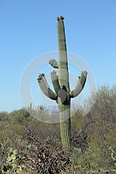 Mult-armed saguaro cactus in bloom in southern Arizona Sonoran Desert