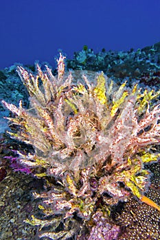 Mult branched trees, Bunaken National Marine Park, Indonesia