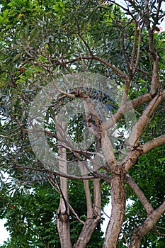 Multi-branched green tree in a park