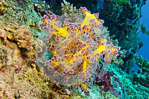 Multi-branched Trees Coral, Coral Reef, South Ari Atoll, Maldives