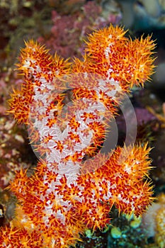 Multi-branched Trees Soft Coral, Bunaken National Marine Park,Indonesia