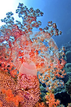 Multi-branched trees, Soft Coral, Lembeh, North Sulawesi, Indonesia, Asia
