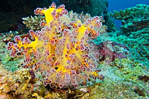 Multi-branched trees, South Ari Atoll, Maldives