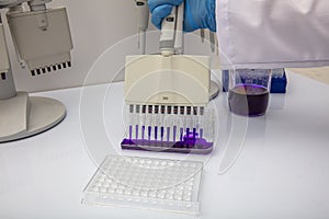 Multi channel pipette loading biological samples in microplate for test in the laboratory / Multichannel pipette load samples in