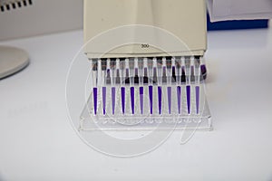 Multi channel pipette loading biological samples in microplate for test in the laboratory / Multichannel pipette load samples in