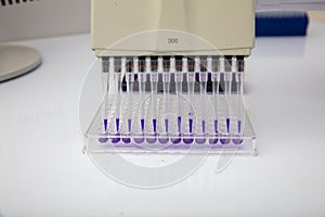 Multi channel pipette loading biological samples in microplate for test in the laboratory / Multichannel pipette load samples in