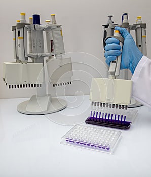 Multi channel pipette loading biological samples in microplate for test in the laboratory / Multichannel pipette load samples in