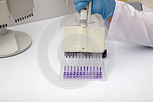 Multi channel pipette loading biological samples in microplate for test in the laboratory / Multichannel pipette load samples in