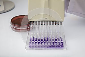 Multi channel pipette loading biological samples in microplate for test in the laboratory / Multichannel pipette load samples in