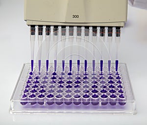 Multi channel pipette loading biological samples in microplate for test in the laboratory / Multichannel pipette load samples in