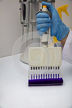 Multi channel pipette loading biological samples in microplate for test in the laboratory / Multichannel pipette load samples in