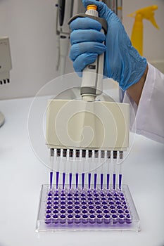 Multi channel pipette loading biological samples in microplate for test in the laboratory / Multichannel pipette load samples in