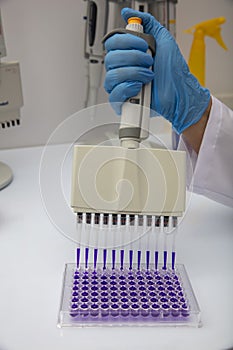 Multi channel pipette loading biological samples in microplate for test in the laboratory / Multichannel pipette load samples in