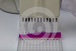 Multi channel pipette loading biological samples in microplate for test in the laboratory / Multichannel pipette load samples in