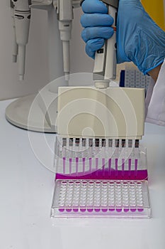 Multi channel pipette loading biological samples in microplate for test in the laboratory / Multichannel pipette load samples in