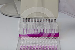 Multi channel pipette loading biological samples in microplate for test in the laboratory / Multichannel pipette load samples in