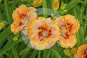 Multi coilor  daylilly flowers