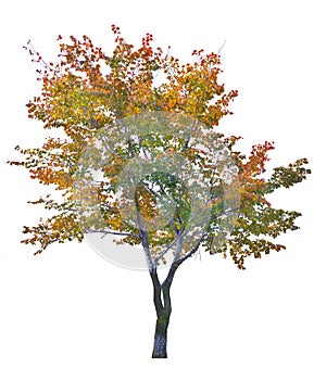 Multi color autumn tree isolated on white