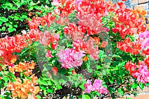 A multi color Bougainvillea and leaf with brick wall background.