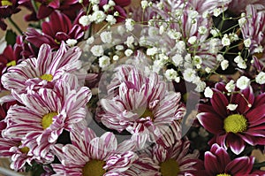 Multi color bouquet with such flower as dahlia and chrysanthemum