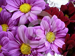 Multi color bouquet with such flower as dahlia and chrysanthemum