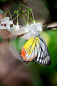 Multi color on Butterfly