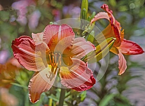 Multi color daylily bloom