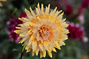 Multi - color decorative dahlia close up in the October Morning.Blur background