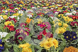 Multi-color field of endless spring pansies