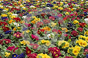 Multi-color field of endless spring primula polyanthus